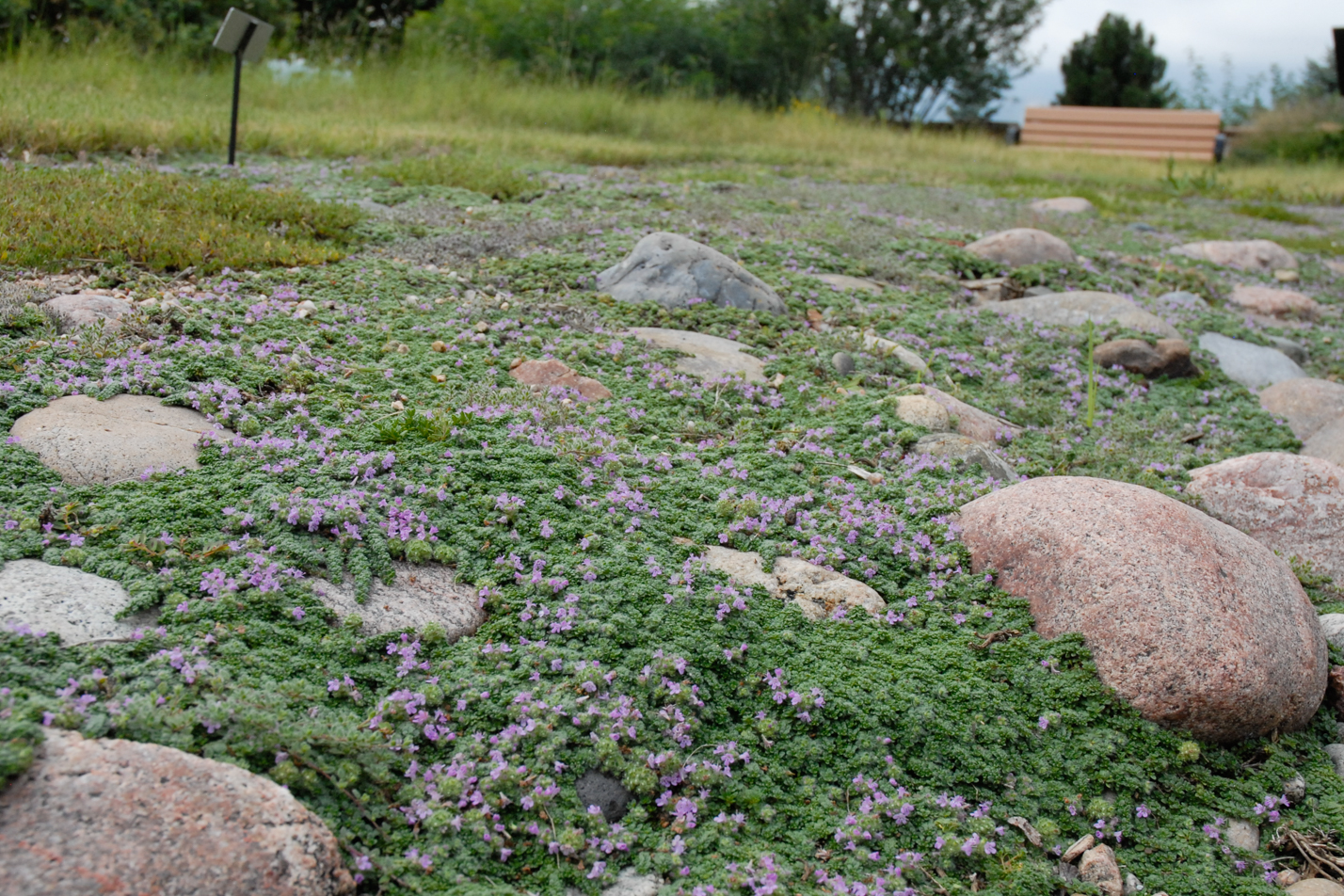 Dwarf Creeping Thyme